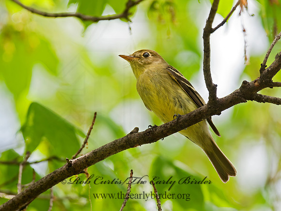 Empidonax flaviventris  YELLOW-BELLIED FLYCATCHER 8031109z