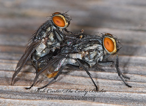 Sarcophagidae  FLESH FLY 6016382z