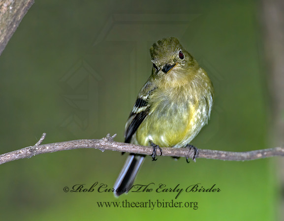 Empidonax flaviventris  YELLOW-BELLIED FLYCATCHER 6006438z