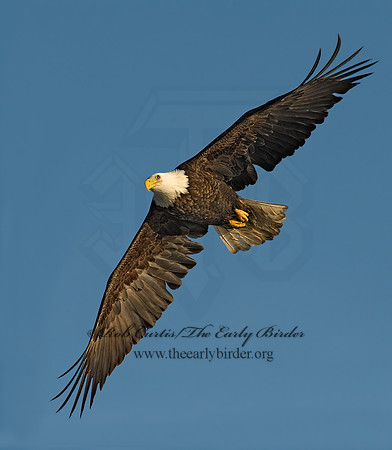 Haliaeetus leucocephalus  BALD EAGLE 8000778z