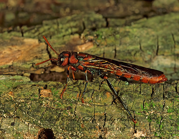 Tremex columba 80806z
