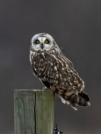 Asio flammeus  SHORT-EARED OWL 9075025z