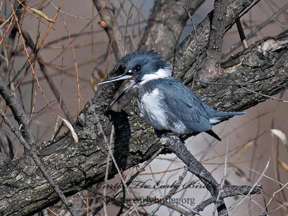Megaceryle alcyon  BELTED KINGFISHER 9073859z