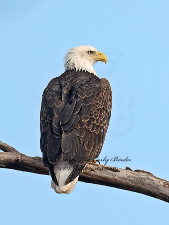 Haliaeetus leucocephalus  BALD EAGLE 9073995z