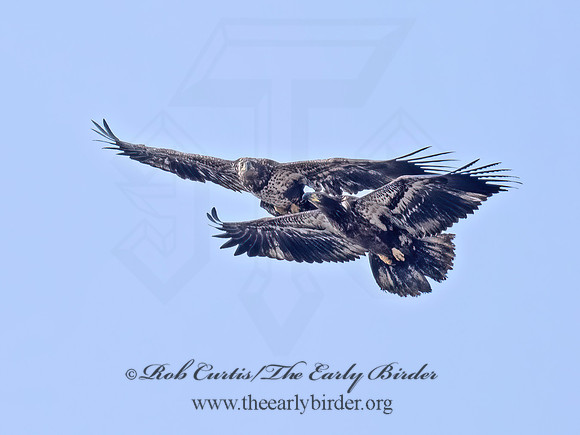 Haliaeetus leucocephalus  BALD EAGLE 9073980z