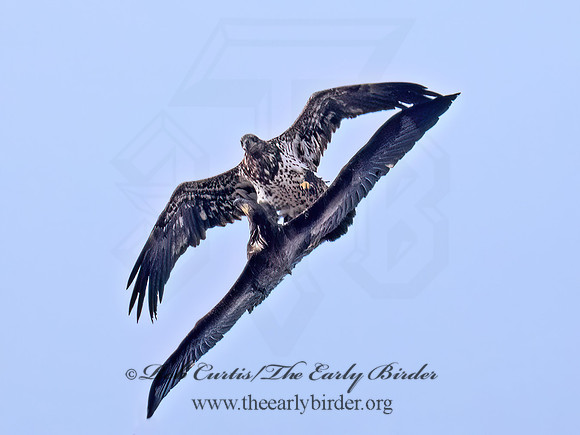 Haliaeetus leucocephalus  BALD EAGLE 9073983z