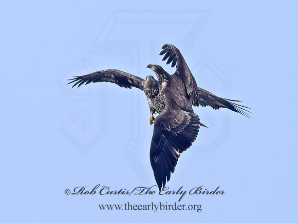 Haliaeetus leucocephalus  BALD EAGLE 9073982z