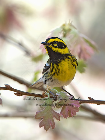 Setophaga townsendi  TOWNSEND'S WARBLER 9056330z