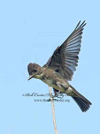 Contopus cooperi  OLIVE-SIDED FLYCATCHER 9003972z