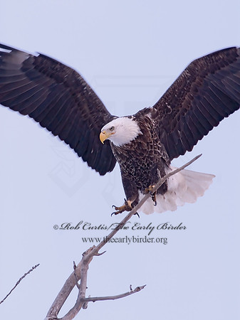 Haliaeetus leucocephalus  BALD EAGLE 6020812z
