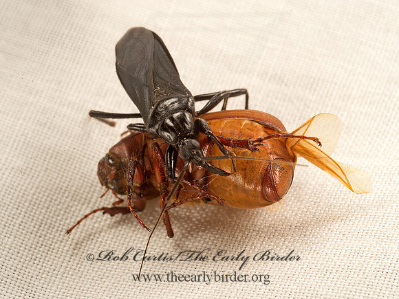 Melanolestes picipes  BLACK CORSAIR 9052159z