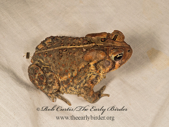 Anaxyrus americanus  AMERICAN TOAD 9050110z