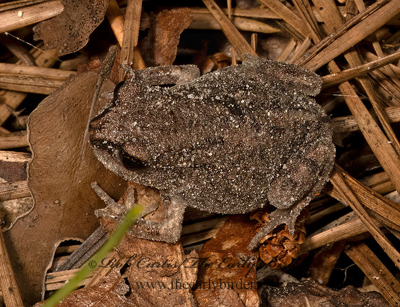 Anaxyrus americanus  AMERICAN TOAD 3041335z