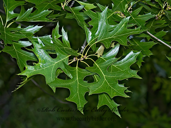 Quercus palustris  PIN OAK 5009139z