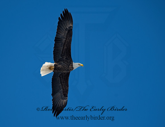 Haliaeetus leucocephalus  BALD EAGLE 8000228z