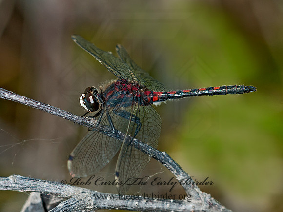 Leucorrhinia hudsonica HUDSONIAN WHITEFACE 3014208