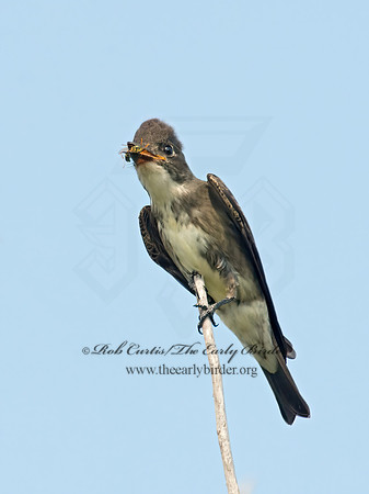 Contopus cooperi  OLIVE-SIDED FLYCATCHER 9003968z