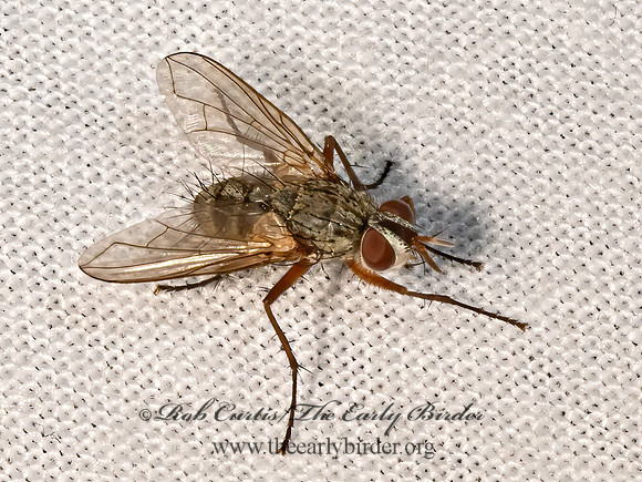 Cryptomeigenia  BLONDELIINI TACHIND 3028568z