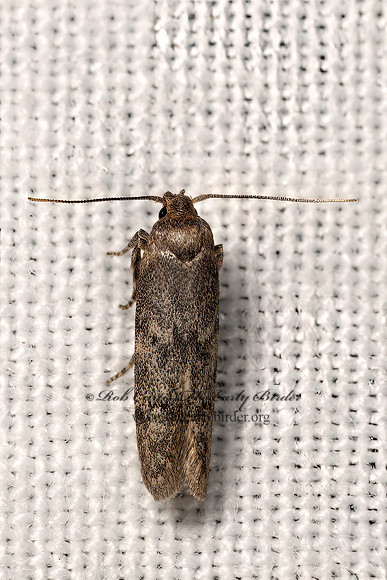 Holcocera  SCAVENGER MOTH 3040138z