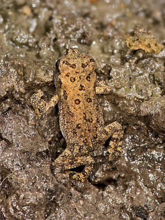 Anaxyrus americanus  AMERICAN TOAD 9068961z