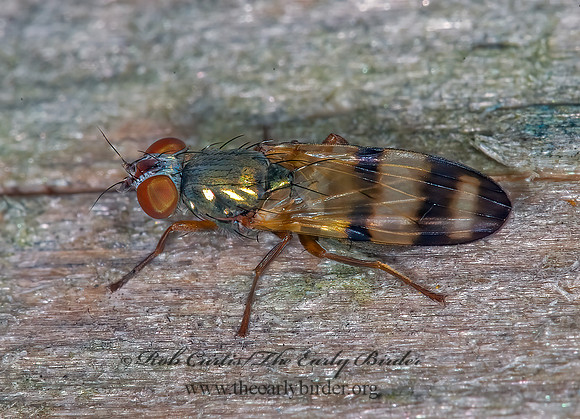 Chaetopsis masyla  PICTURE-WINGED FLY 6015745z