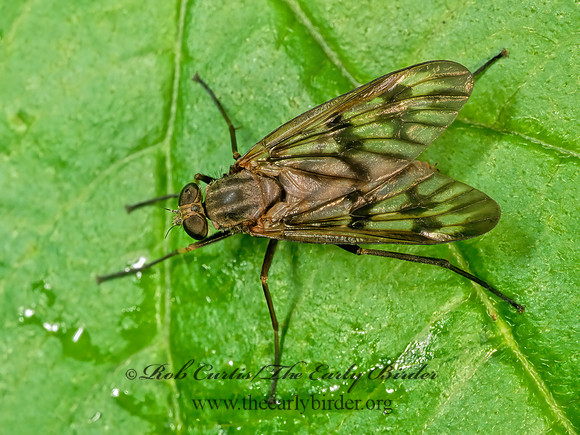 Rhagio mystaceus COMMON SNIPE FLY 1273504z