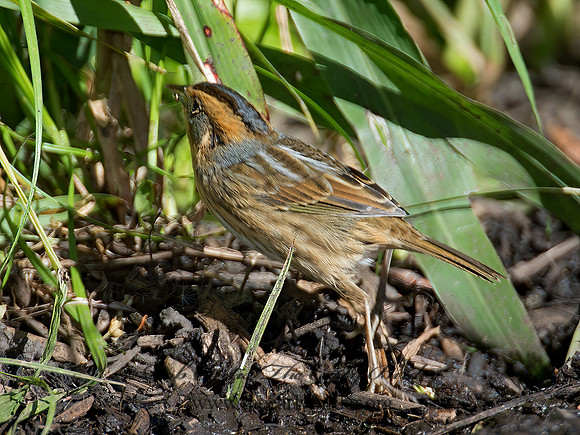 Ammospiza nelsoni  NELSON'S SPARROW 9004914z
