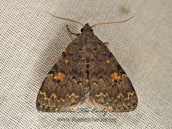 Idia  LITTER MOTH 9050022z