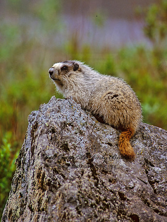 Marmota calligata  HOARY MARMOT 234737z