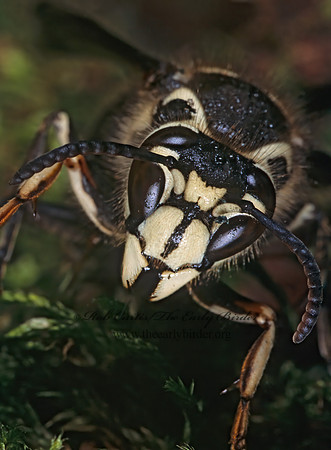 Dolichovespula maculata  BALD-FACED HORNET  294501z