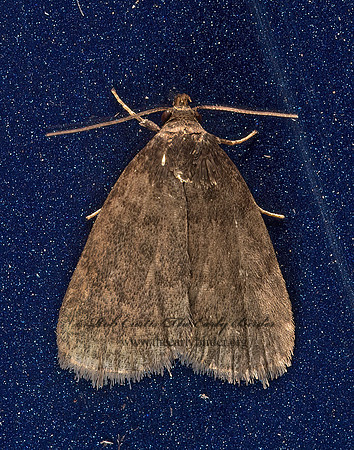 Idia rotundalis  ROTUND IDIA MOTH 9051459z