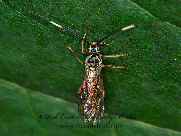 Cratichneumon  TRICOLOR ICHNEUMON 9041283z