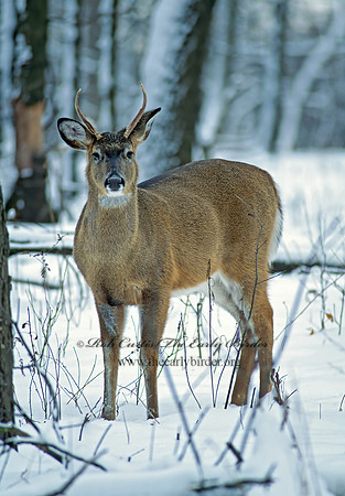 Odocoileus virginianus  WHITE-TAILED DEER 64721z