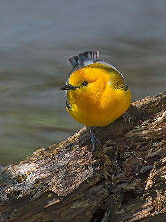 Protonotaria citrea  PROTHONOTARY WARBLER 9011183z