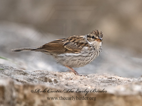 Spizella passerina  CHIPPING SPARROW 3035460z