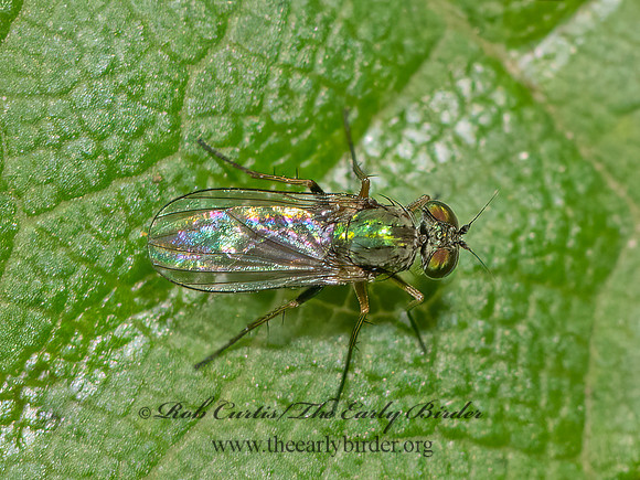 Achradocera barbata  LONGLEGGED FLY 3025869z
