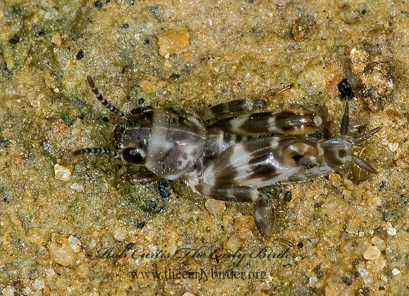 Ellipes minuta 6009717z