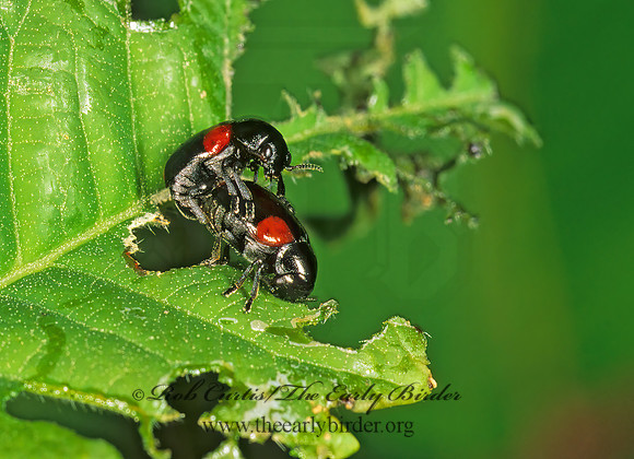 Babia quadriguttata CASEBEARER LEAF BEETLE 1273527z