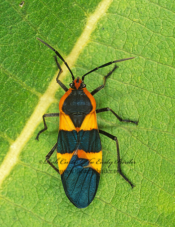 Oncopeltus fasciatus  LARGE MILKWEED BUG 213136z