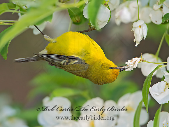 Vermivora cyanoptera  BLUE-WINGED WARBLER 9029595z