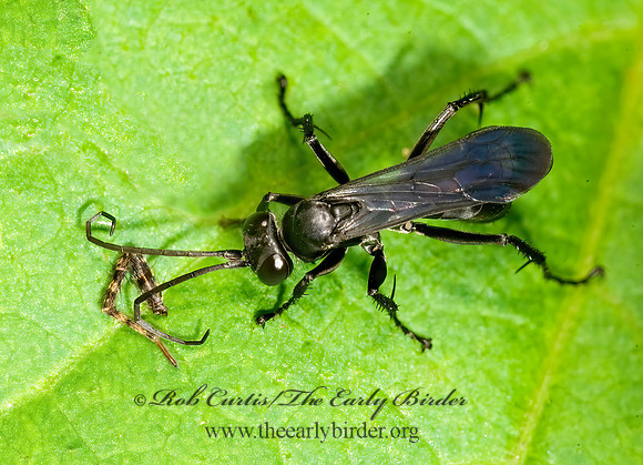Anoplius (Anoplius) virginiensis  SPIDER WASP 8015032z