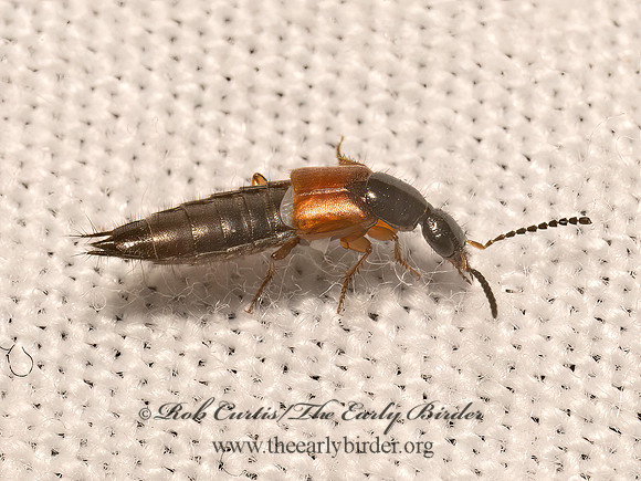 Philonthus rufulus   STAPHYLINI ROVE BEETLE 9082485z