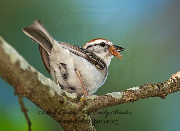 Spizella passerina  CHIPPING SPARROW 8022705z