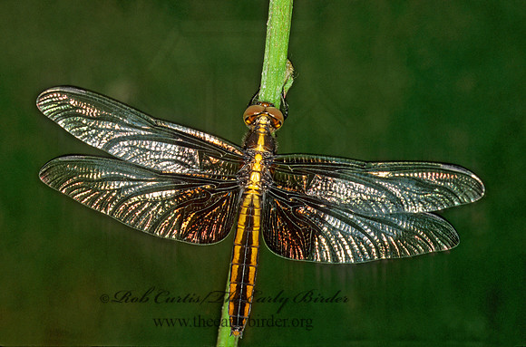 Libellula luctuosa WIDOW SKIMMER 291015 F