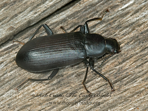 Alobates pennsylvanicus  STENOCHIINAE DARKLING BEETLE 5011178z
