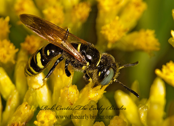 Philanthus lepidus 8016840z