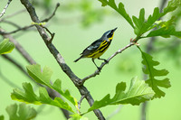 Setophaga magnolia  MAGNOLIA WARBLER 9046208z
