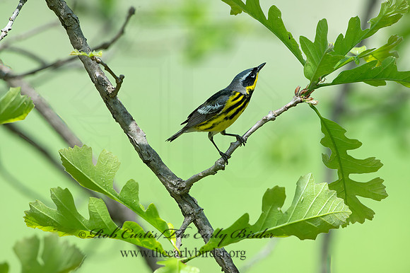Setophaga magnolia  MAGNOLIA WARBLER 9046208z