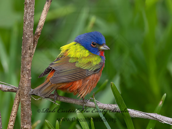 Passerina ciris  PAINTED BUNTING 3030309z