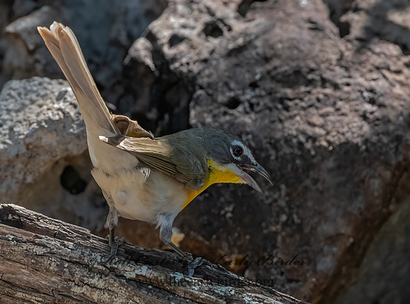Icteria virens  YELLOW-BREASTED CHAT 3039761z